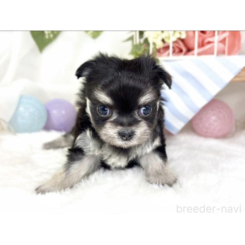 販売中の滋賀県のチワマル:チワワ×マルチーズ-427776の4枚目