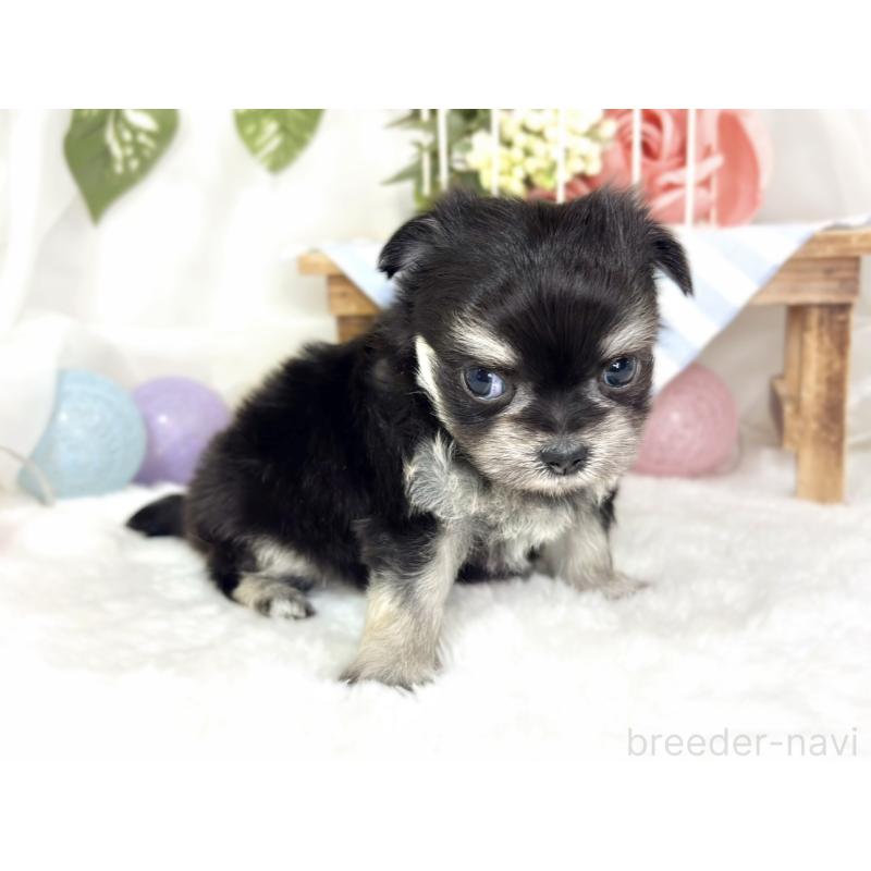 販売中の滋賀県のチワマル:チワワ×マルチーズ-427776の3枚目