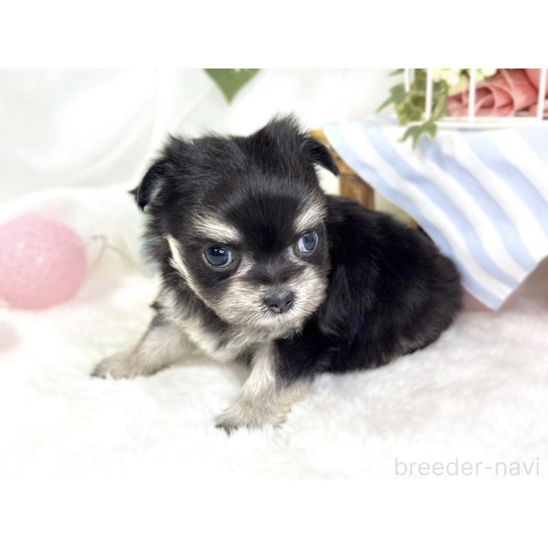 販売中の滋賀県のチワマル:チワワ×マルチーズ-427776の2枚目