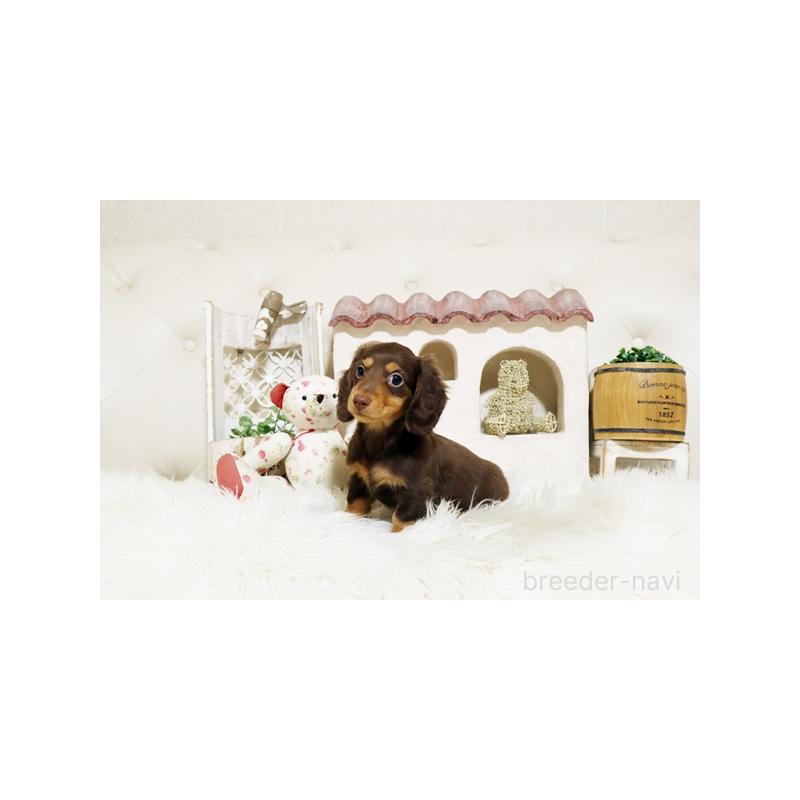 販売中の佐賀県のミニチュアダックスフンド(ロングヘアード)-427775の4枚目