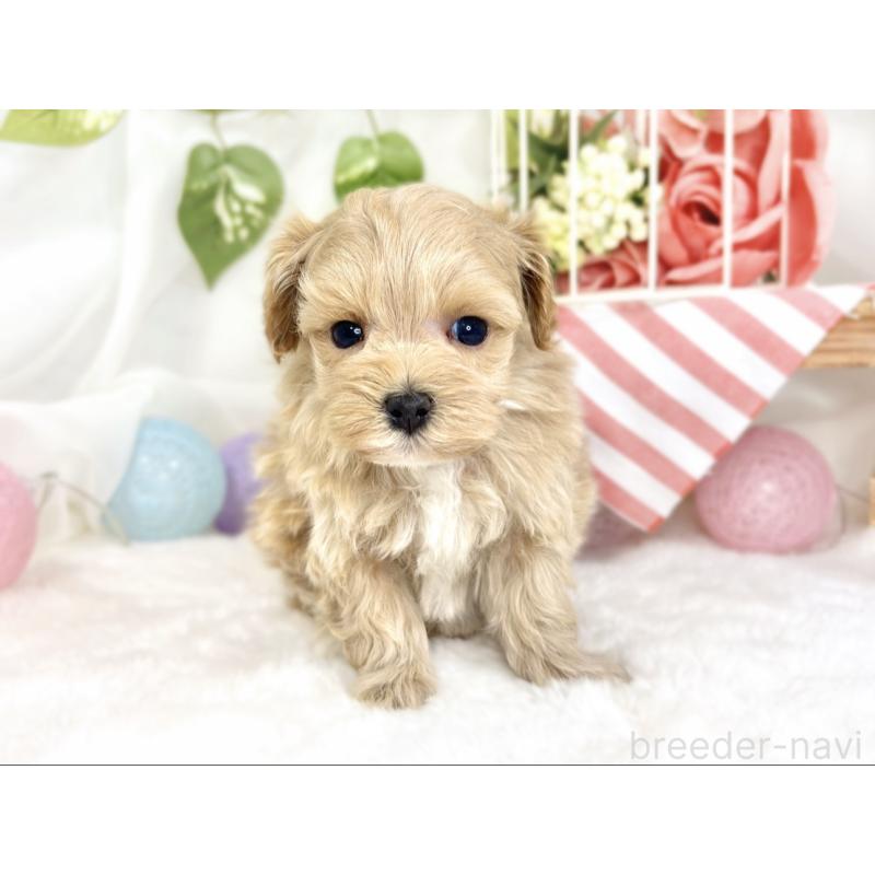 販売中の滋賀県のマルプー:マルチーズ×トイプードル-427777の4枚目