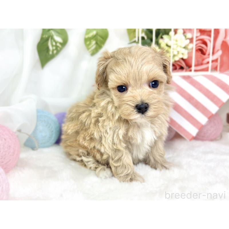 販売中の滋賀県のマルプー:マルチーズ×トイプードル-427777の3枚目