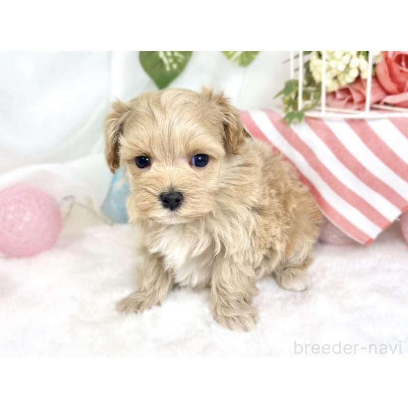 販売中の滋賀県のマルプー:マルチーズ×トイプードル-427777の2枚目