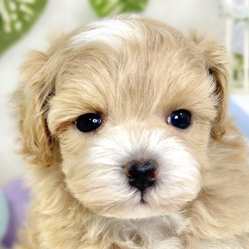 販売中の滋賀県のマルプー:マルチーズ×トイプードル-427778