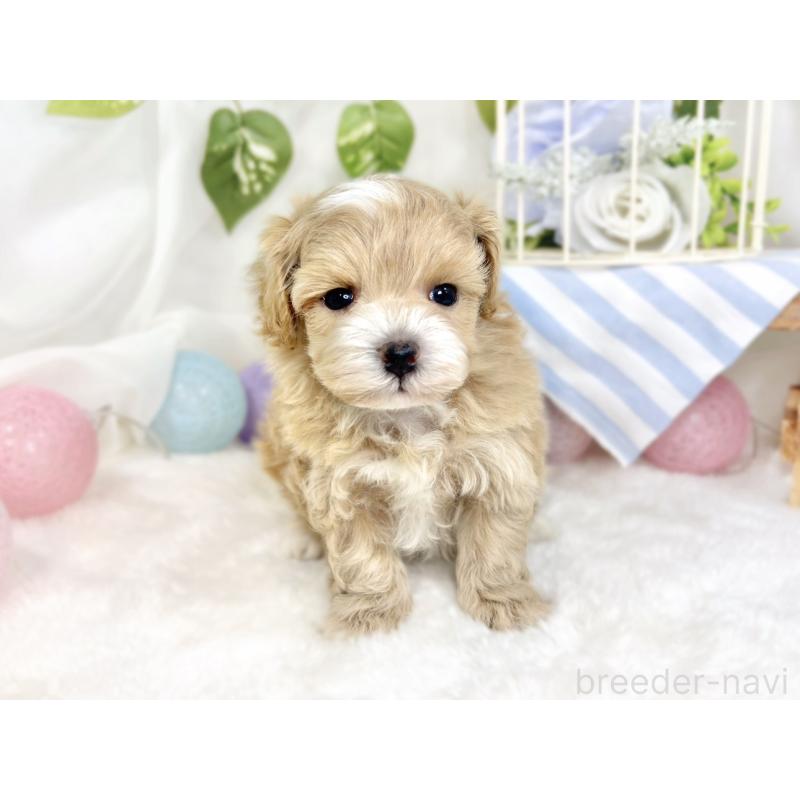 販売中の滋賀県のマルプー:マルチーズ×トイプードル-427778の4枚目