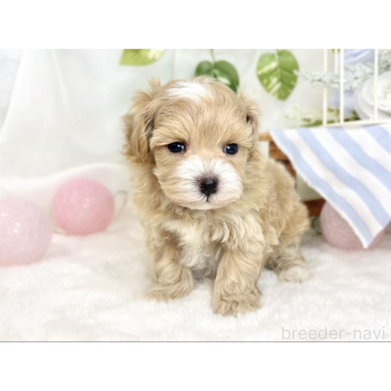 販売中の滋賀県のマルプー:マルチーズ×トイプードル-427778の3枚目