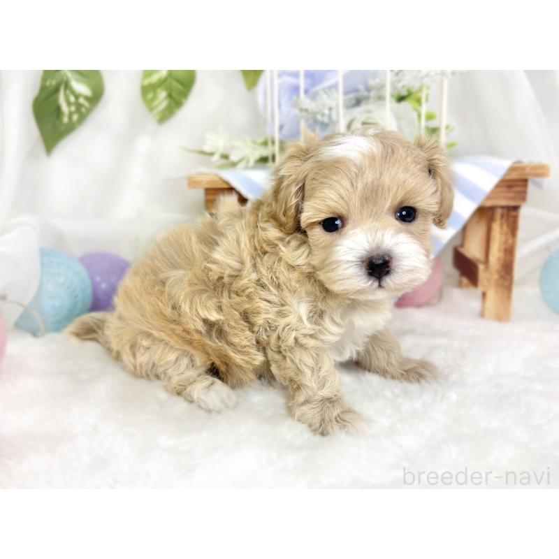 販売中の滋賀県のマルプー:マルチーズ×トイプードル-427778の2枚目