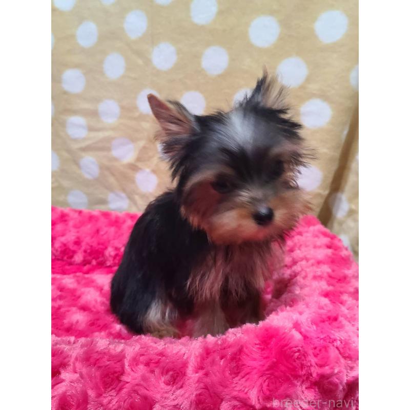 販売中の栃木県のヨークシャーテリア-427779の18枚目