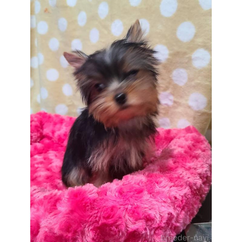 販売中の栃木県のヨークシャーテリア-427779の17枚目