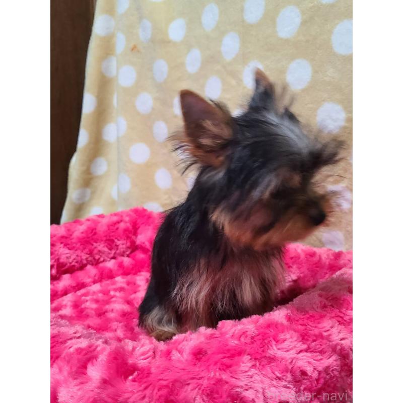 販売中の栃木県のヨークシャーテリア-427779の16枚目