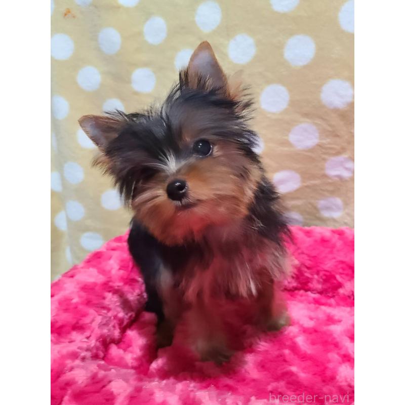 販売中の栃木県のヨークシャーテリア-427779の15枚目