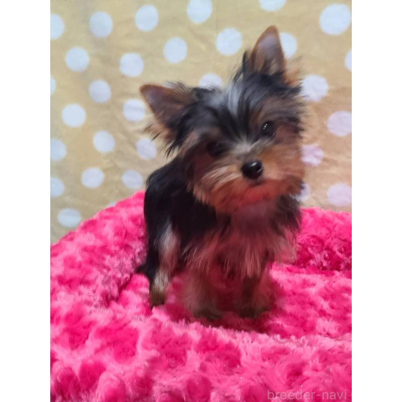 販売中の栃木県のヨークシャーテリア-427779の14枚目