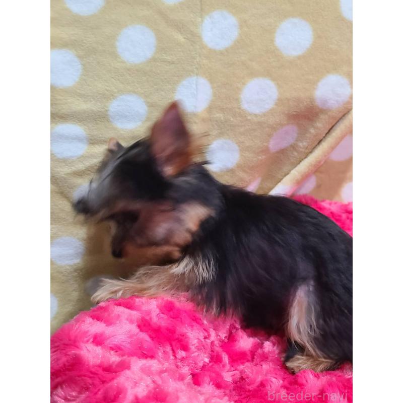 販売中の栃木県のヨークシャーテリア-427779の12枚目