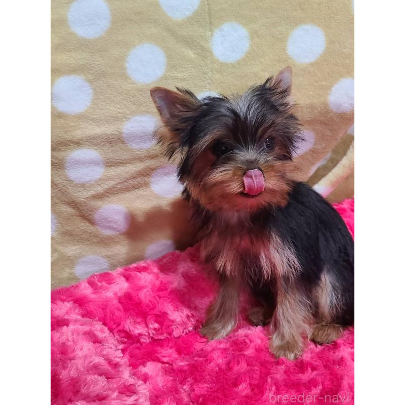 販売中の栃木県のヨークシャーテリア-427779の11枚目