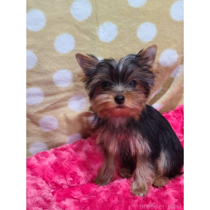 販売中の栃木県のヨークシャーテリア-427779の10枚目