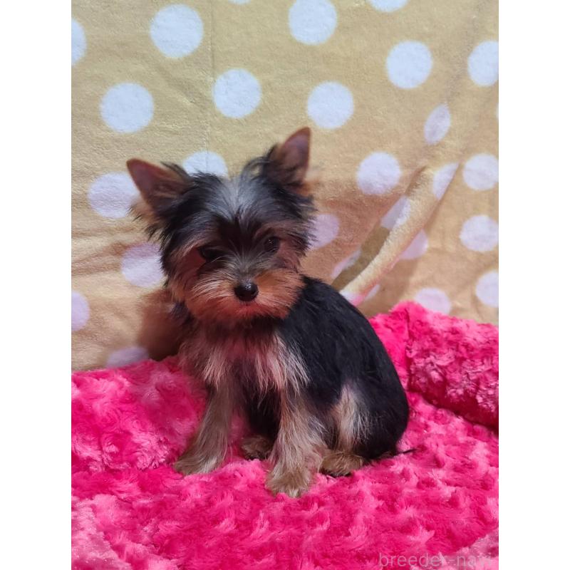 販売中の栃木県のヨークシャーテリア-427779の9枚目