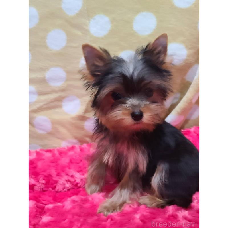 販売中の栃木県のヨークシャーテリア-427779の7枚目