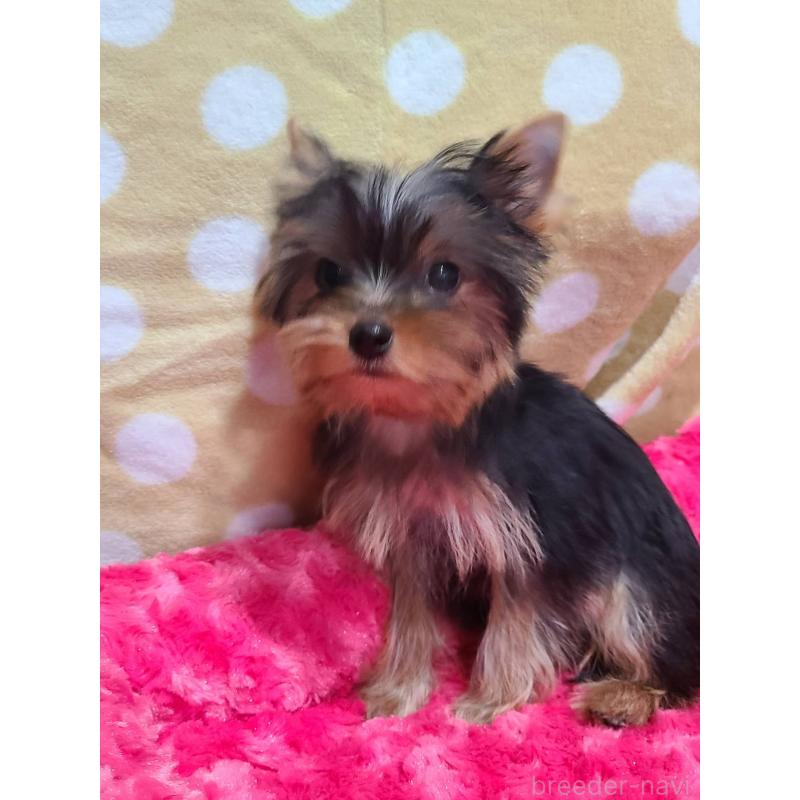 販売中の栃木県のヨークシャーテリア-427779の6枚目