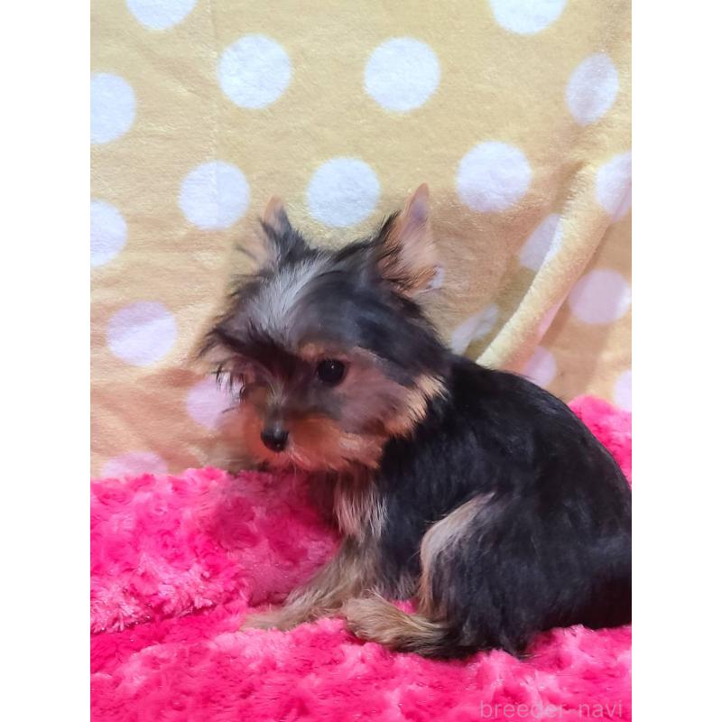 販売中の栃木県のヨークシャーテリア-427779の5枚目