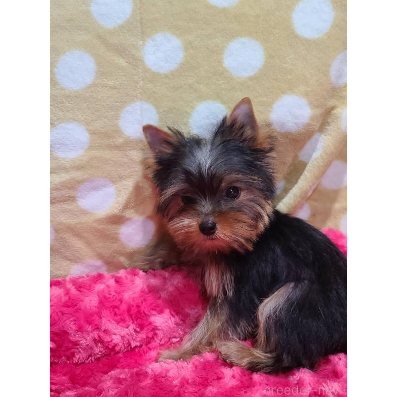 販売中の栃木県のヨークシャーテリア-427779の4枚目