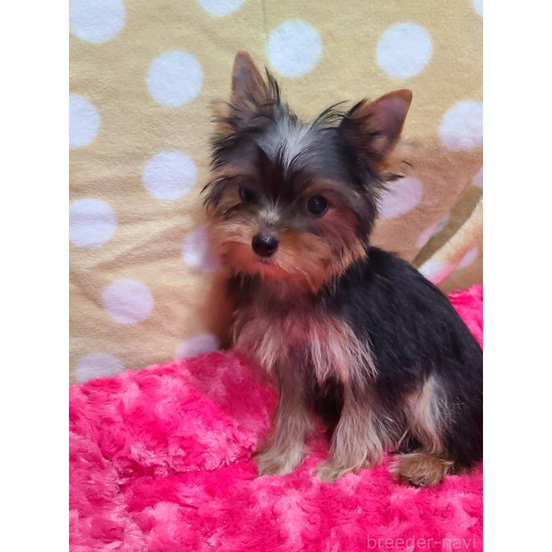 販売中の栃木県のヨークシャーテリア-427779の3枚目