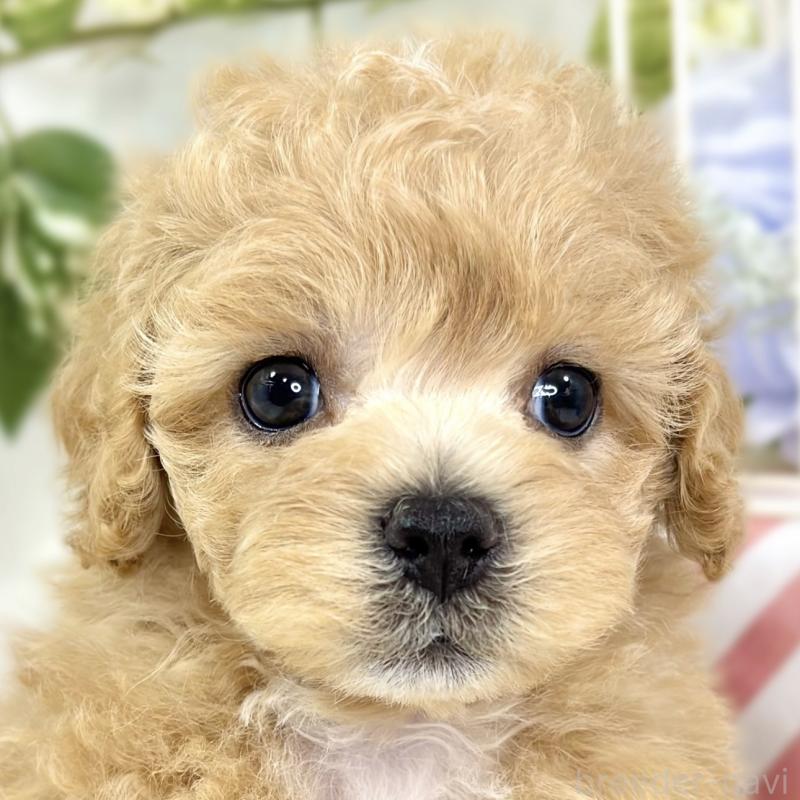 販売中の滋賀県のマルプー:マルチーズ×トイプードル-427781