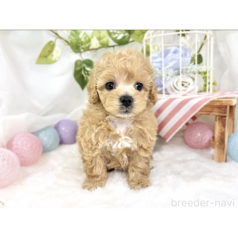 販売中の滋賀県のマルプー:マルチーズ×トイプードル-427781の4枚目