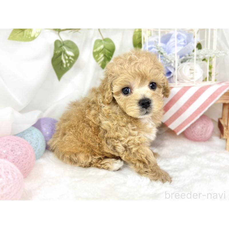 販売中の滋賀県のマルプー:マルチーズ×トイプードル-427781の3枚目