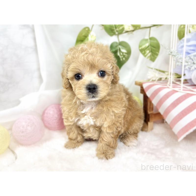 販売中の滋賀県のマルプー:マルチーズ×トイプードル-427781の2枚目