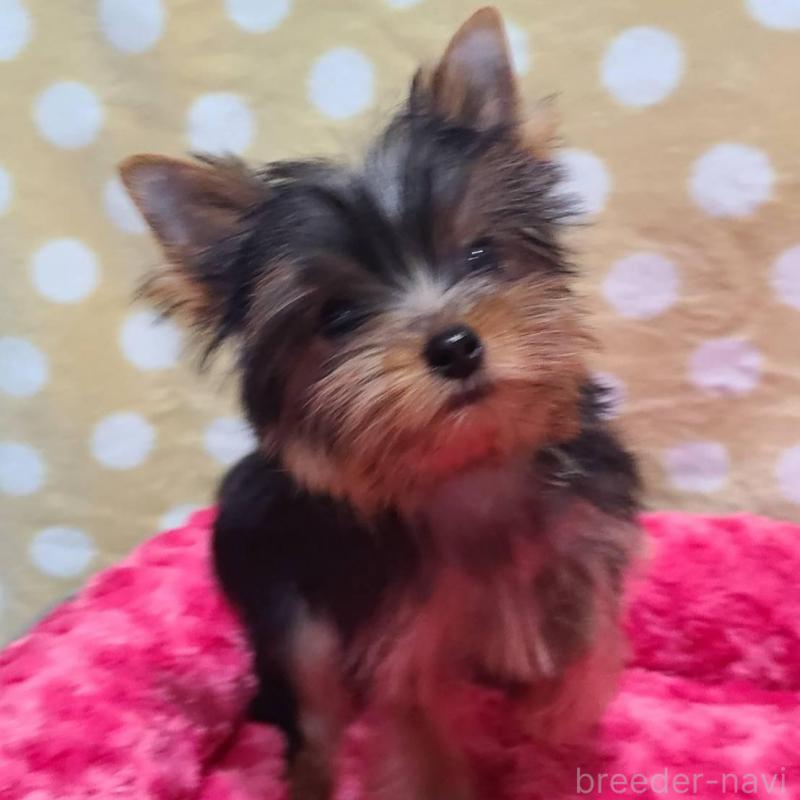 販売中の栃木県のヨークシャーテリア-427779の2枚目