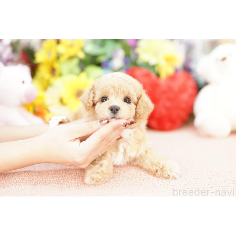 販売中の埼玉県のビションプー:ビションフリーゼ×トイプードル-427780の3枚目