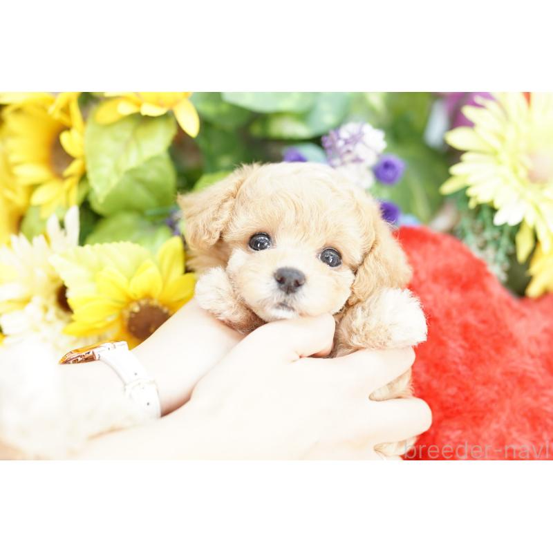 販売中の埼玉県のビションプー:ビションフリーゼ×トイプードル-427780の2枚目