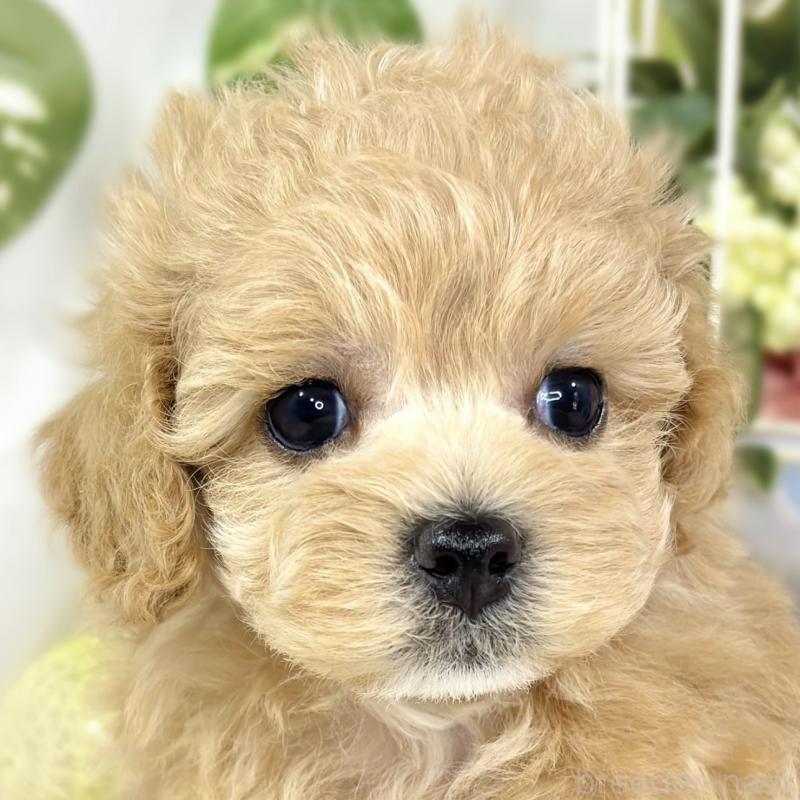 販売中の滋賀県のマルプー:マルチーズ×トイプードル-427782