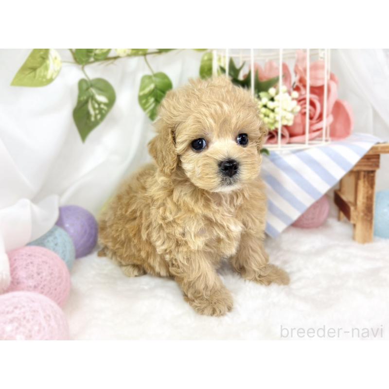 販売中の滋賀県のマルプー:マルチーズ×トイプードル-427782の3枚目