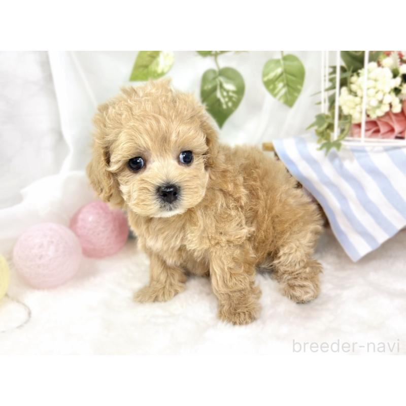 販売中の滋賀県のマルプー:マルチーズ×トイプードル-427782の2枚目