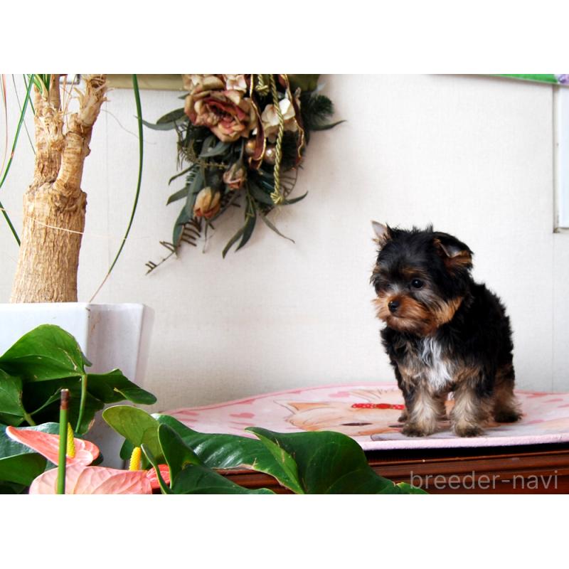 販売中の兵庫県のヨークシャーテリア-427784の5枚目