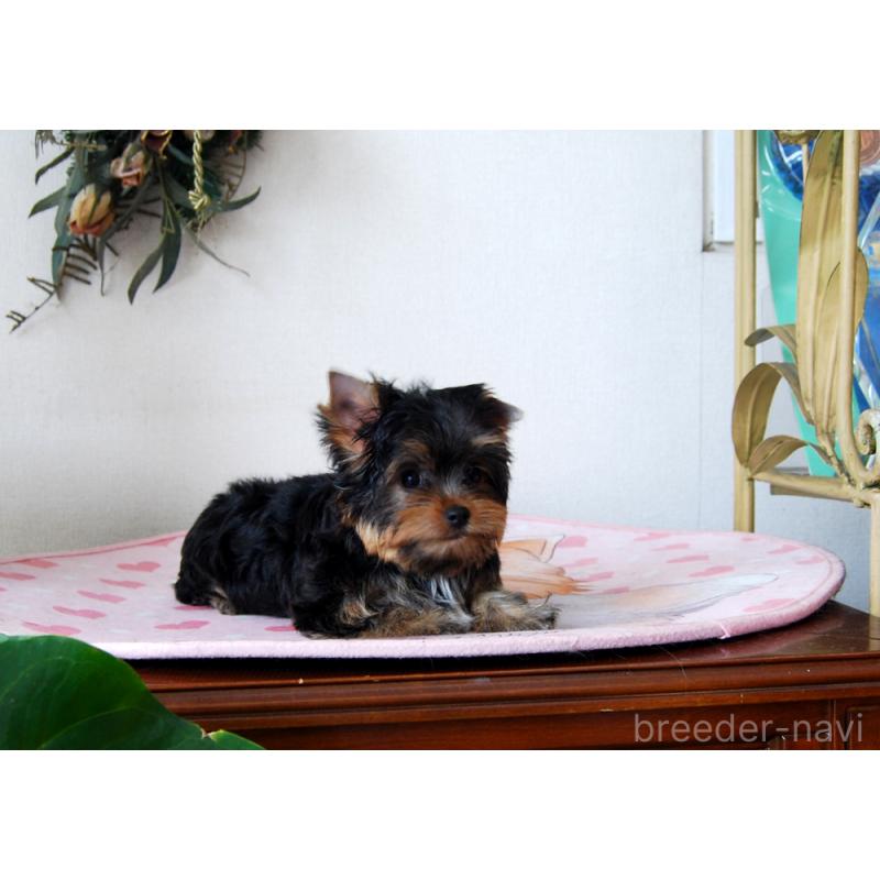 販売中の兵庫県のヨークシャーテリア-427784の4枚目