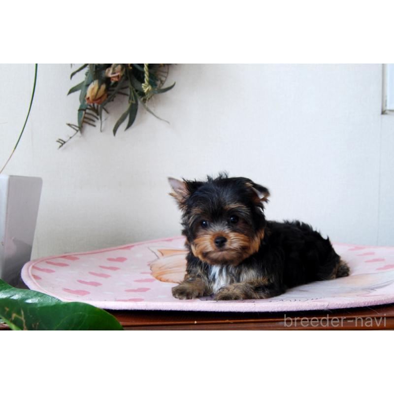 販売中の兵庫県のヨークシャーテリア-427784の2枚目