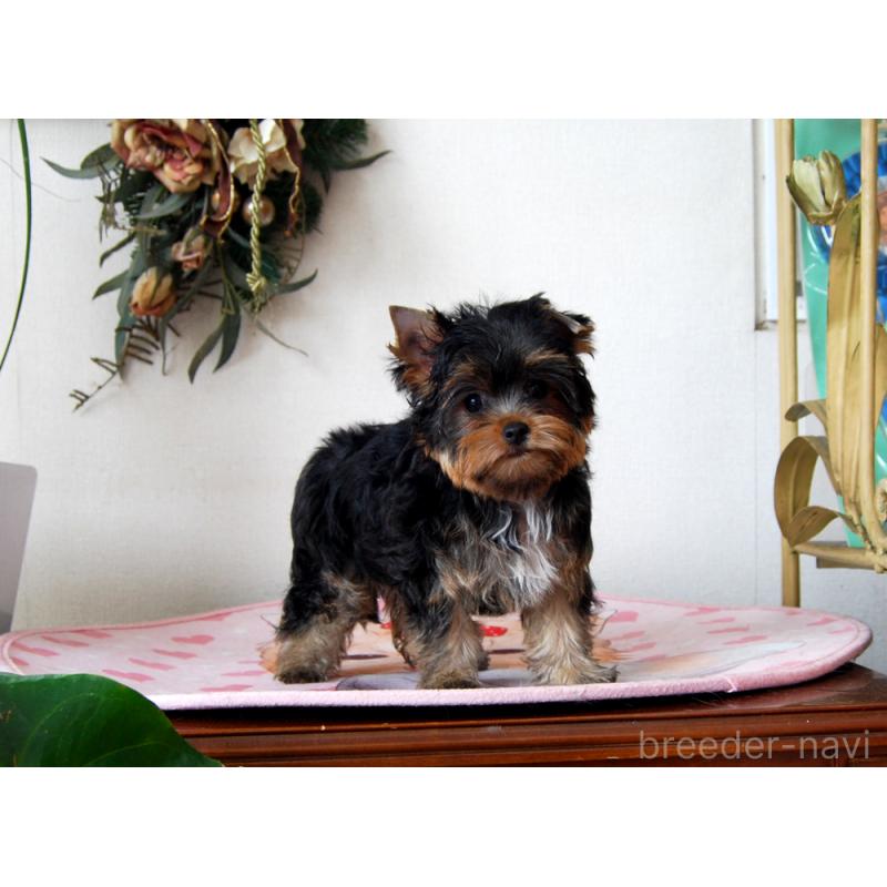 販売中の兵庫県のヨークシャーテリア-427784の3枚目