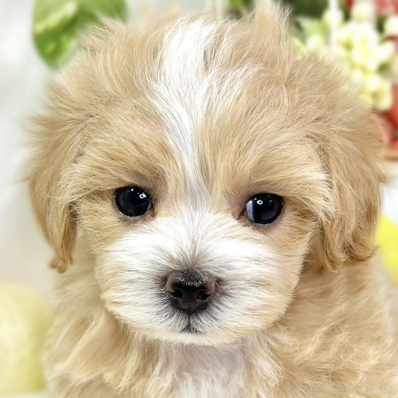 販売中の滋賀県のマルプー:マルチーズ×トイプードル-427783