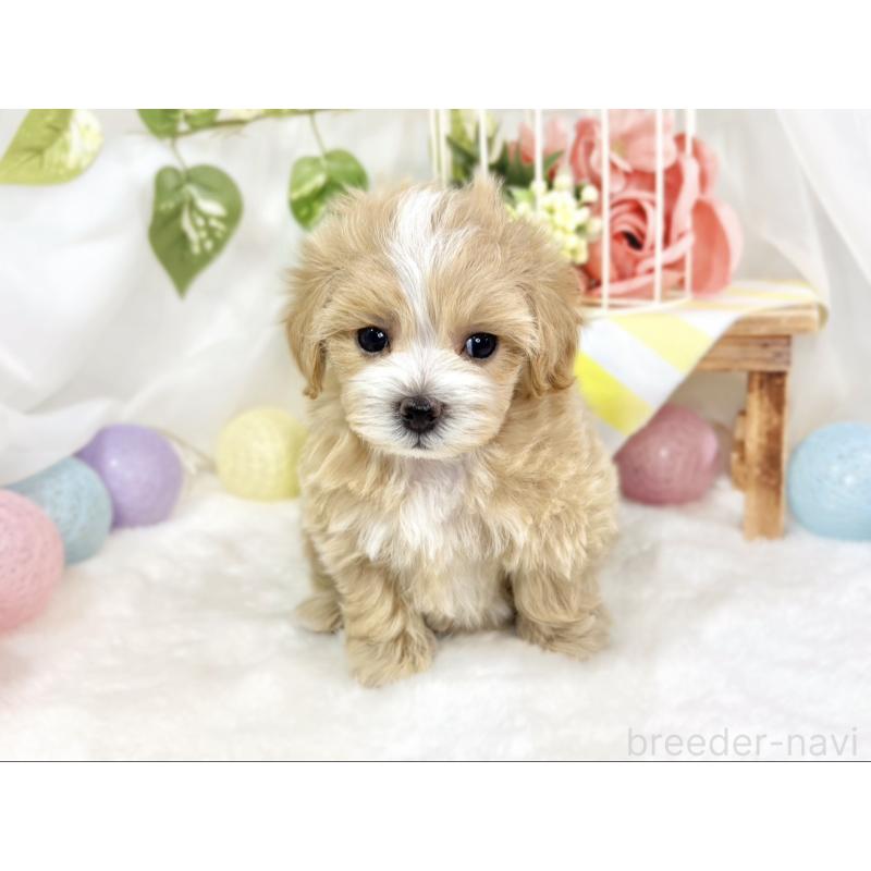 販売中の滋賀県のマルプー:マルチーズ×トイプードル-427783の4枚目