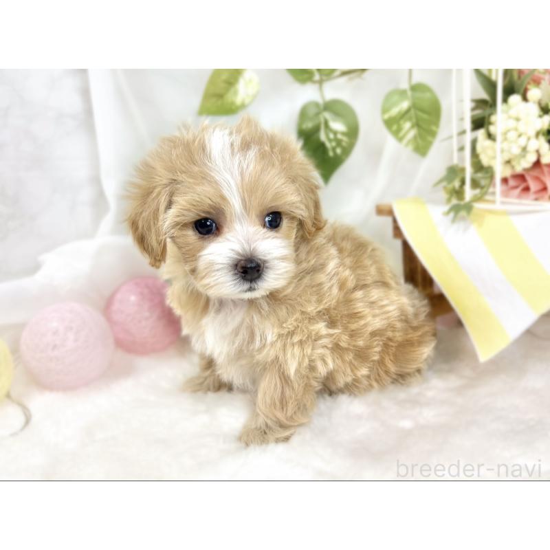 販売中の滋賀県のマルプー:マルチーズ×トイプードル-427783の3枚目