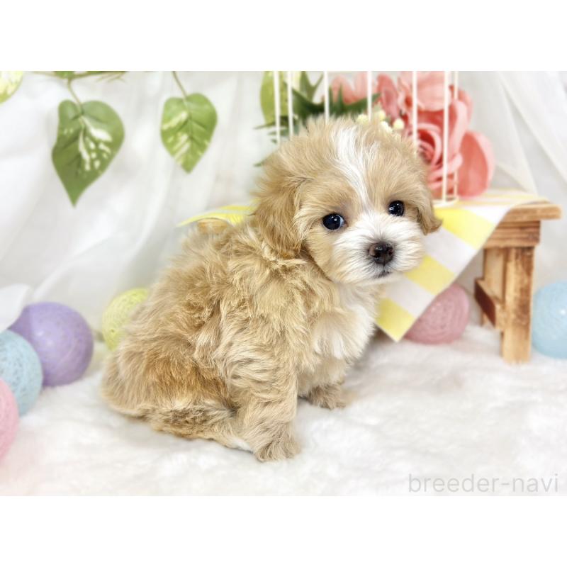 販売中の滋賀県のマルプー:マルチーズ×トイプードル-427783の2枚目