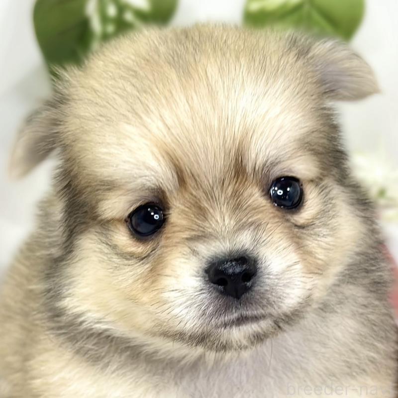 販売中の滋賀県のポメチワ:ポメラニアン×チワワ-427785