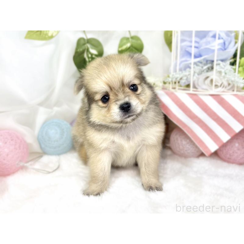 販売中の滋賀県のポメチワ:ポメラニアン×チワワ-427785の4枚目