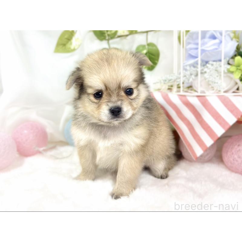 販売中の滋賀県のポメチワ:ポメラニアン×チワワ-427785の3枚目