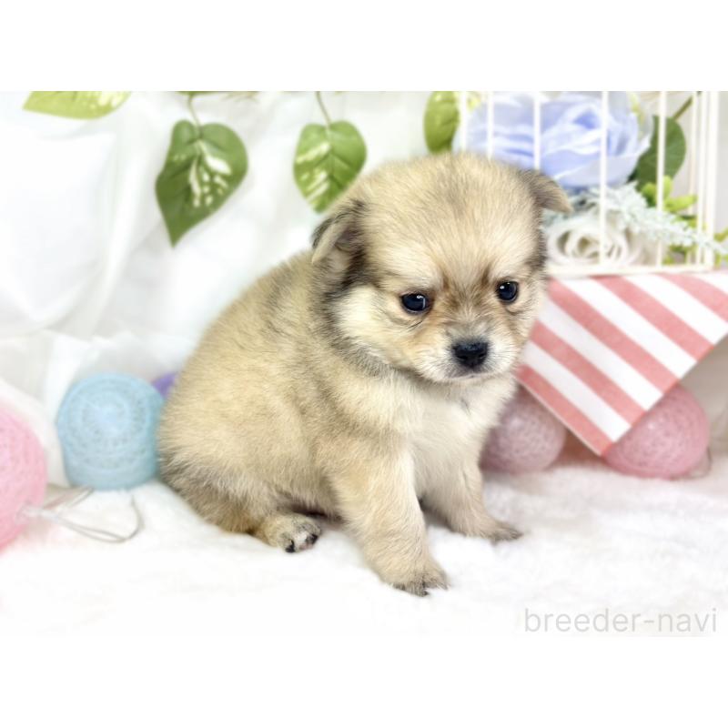 販売中の滋賀県のポメチワ:ポメラニアン×チワワ-427785の2枚目