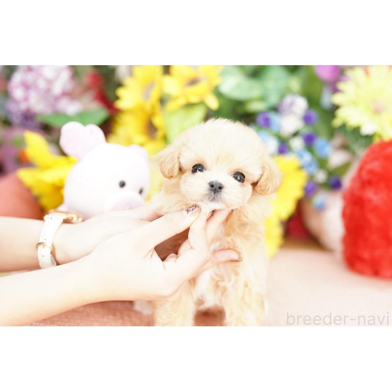 販売中の埼玉県のマルプー:マルチーズ×トイプードル-427786の4枚目