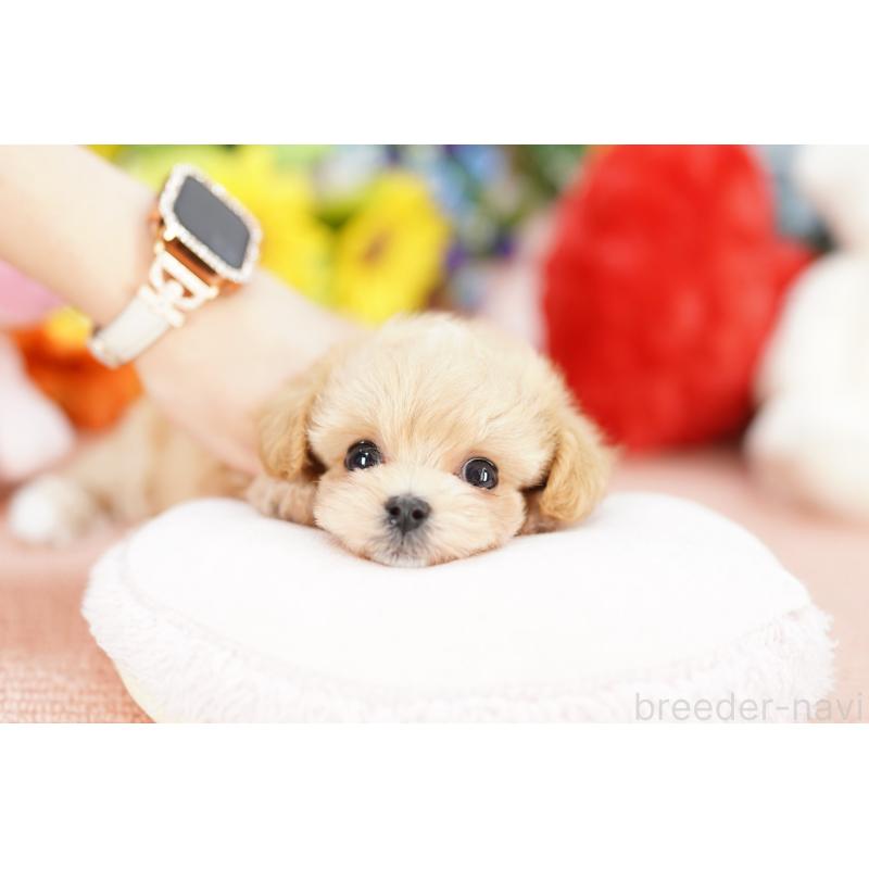 販売中の埼玉県のマルプー:マルチーズ×トイプードル-427786の3枚目