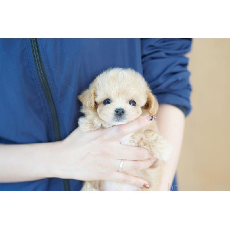 販売中の埼玉県のマルプー:マルチーズ×トイプードル-427786の2枚目